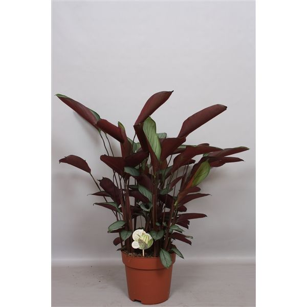 Ctenanthe Setosa Ø19 H80