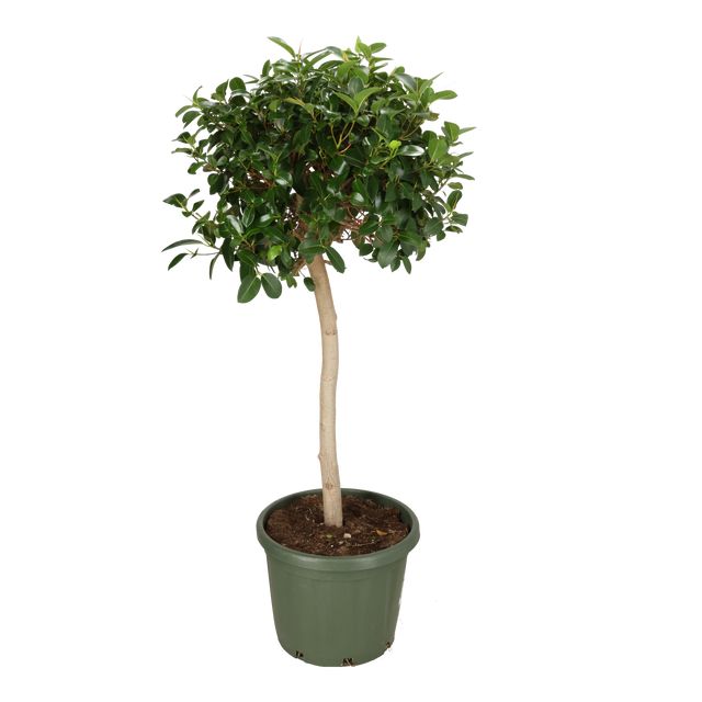 Ficus Australis Opst. Ø45 H170