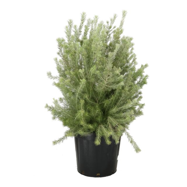 Adenanthos Sericeus Ø35 H120