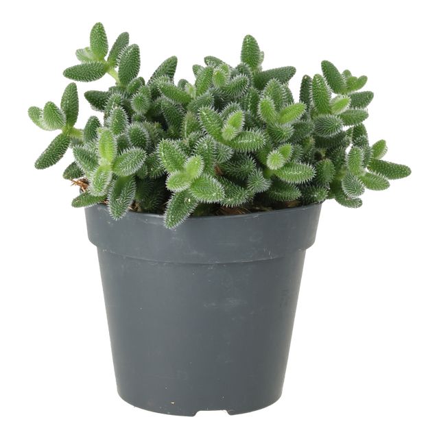Delosperma Echinatum Ø12