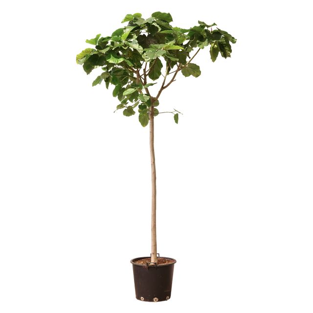 Ficus Umbellata Opst.