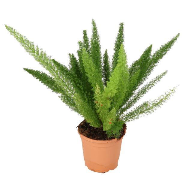 Asparagus Meyeri Ø29 H100