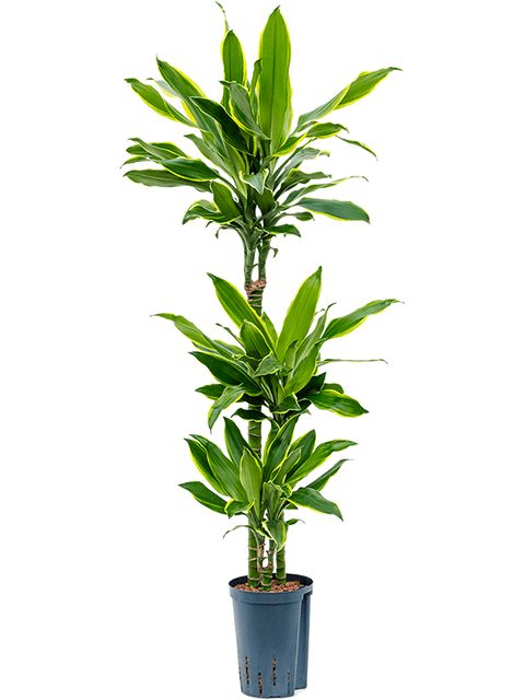 Dracaena Golden Coast 3 Pp