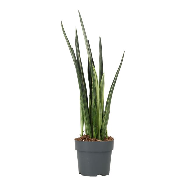 Sansevieria Bentel Sesation Ø17 H55
