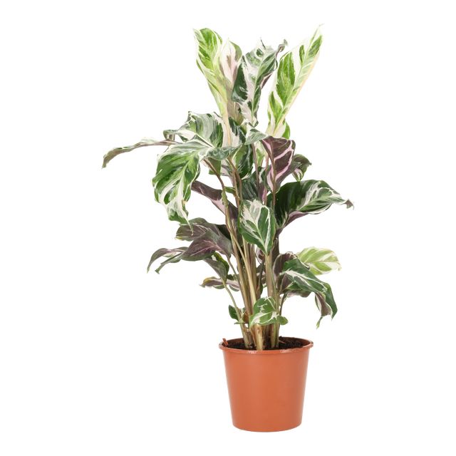 Calathea Stella Ø14 H45