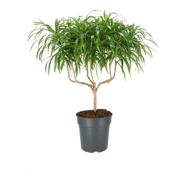 Dracaena Reflexa Anita Kandelaber Ø24 H80