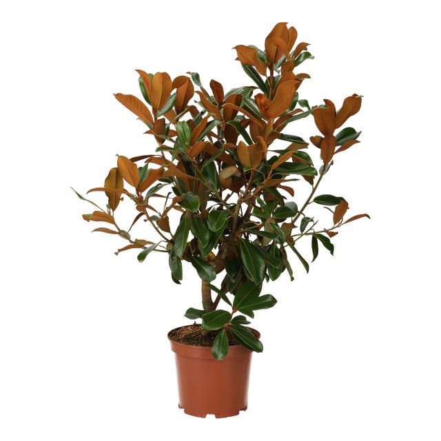Magnolia Grandiflora Ø24 H100