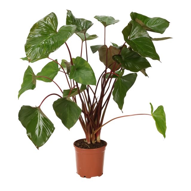 Homalomena Maggy