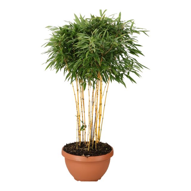 Bambù D'Autor Ø40 H140