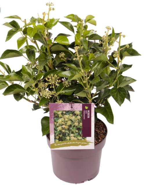 Hedera Helix Arborescens Ø19 H45