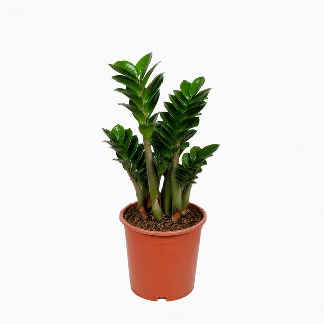 Zamioculcas Zenzi