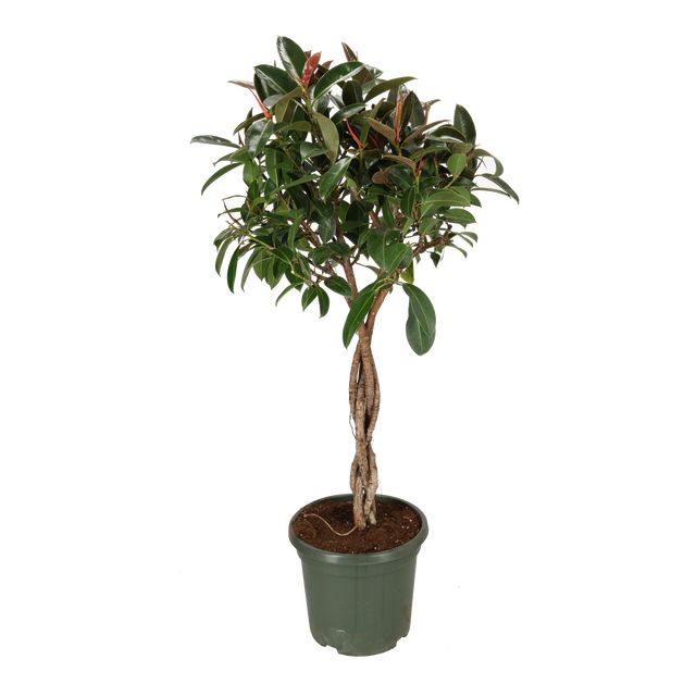 Ficus Elastica Melany Opst.flettet st.