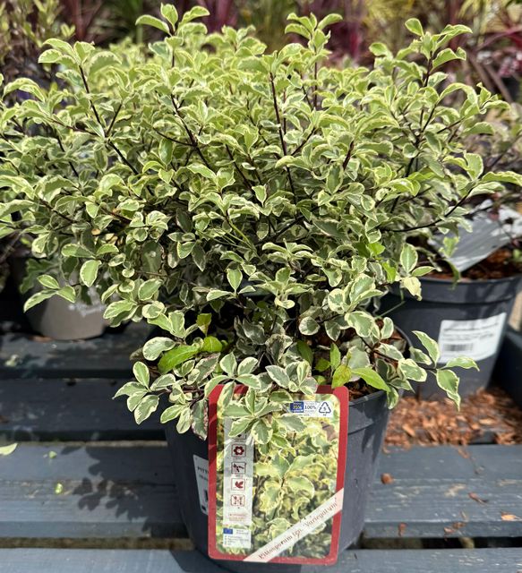 Pittosporum Variegatum Ø19 H40