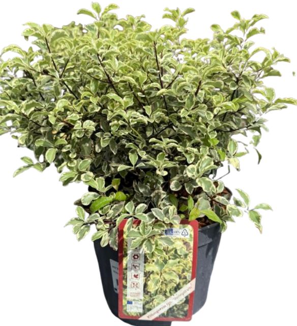 Pittosporum Variegatum Ø19 H40