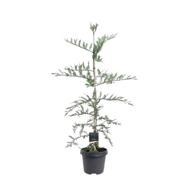 Sequoia sempervirens Ø23 H100