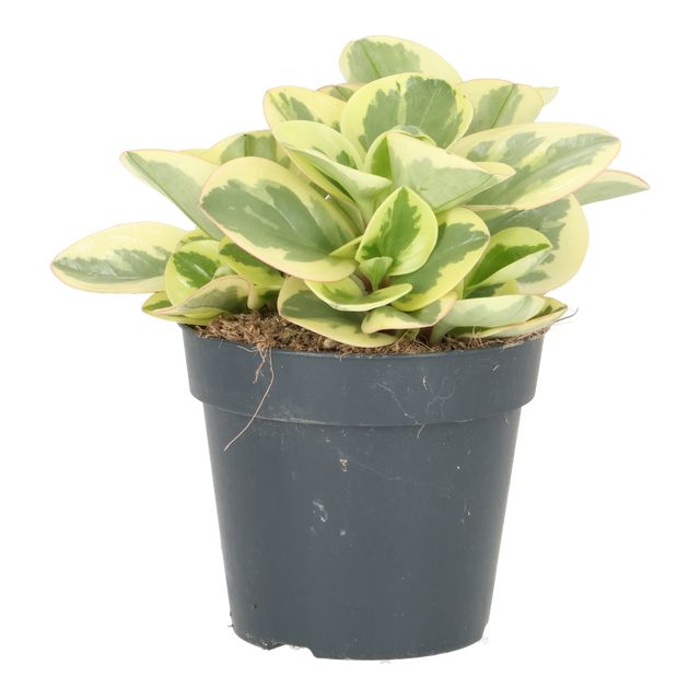 Peperomia Obtusifolia Broget Ø12 H25