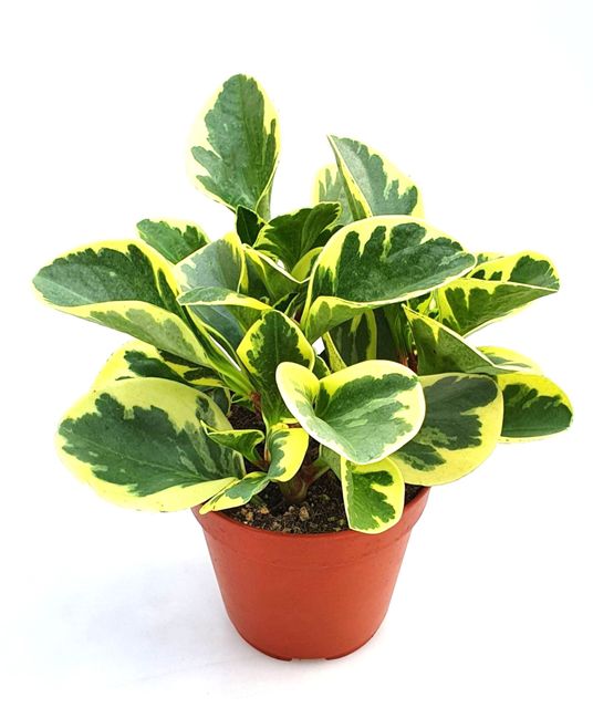 Peperomia Obtusifolia Broget Ø12 H25