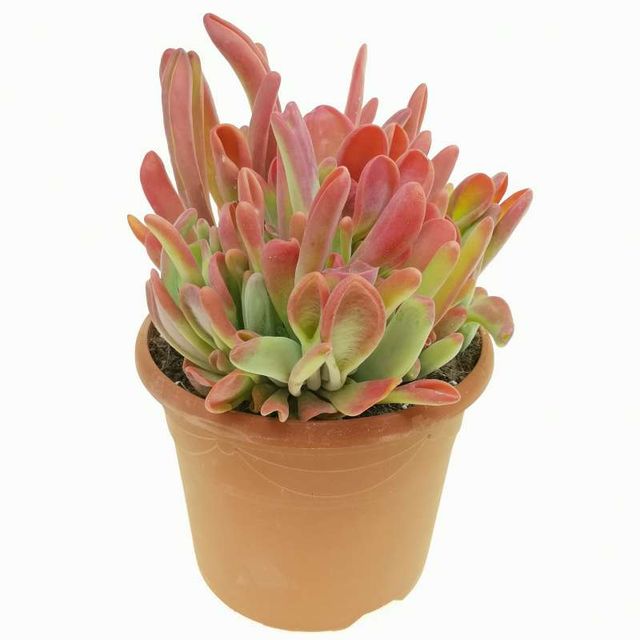 Kalanchoe Oricula Ø17 H35