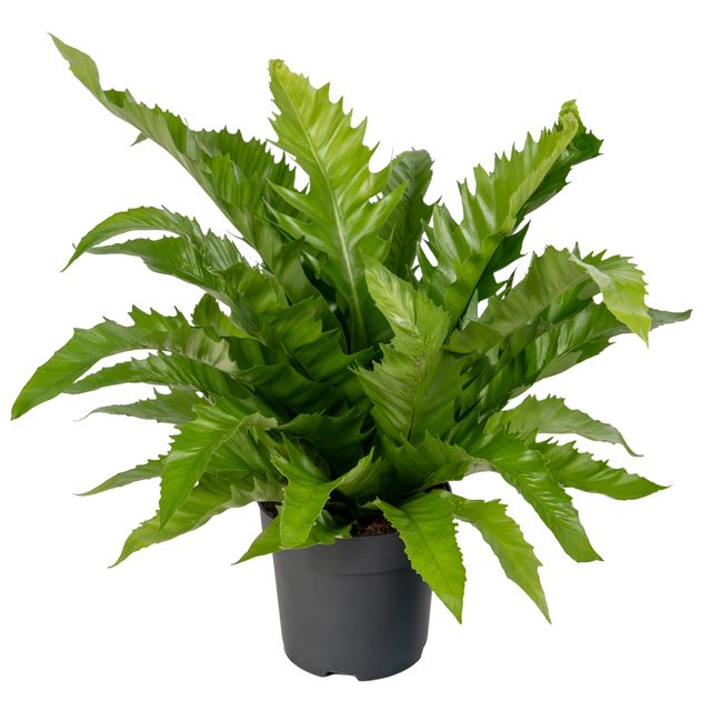 Asplenium Gioia Ø17 H45