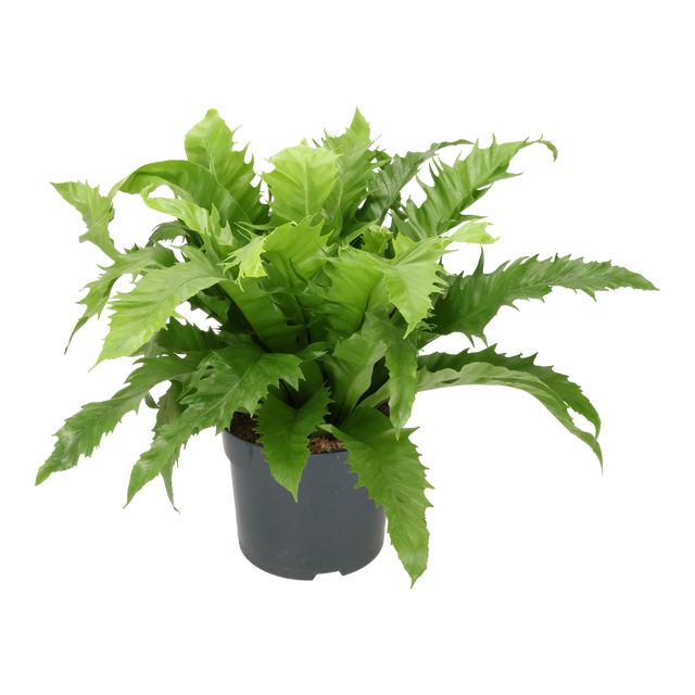 Asplenium Gioia