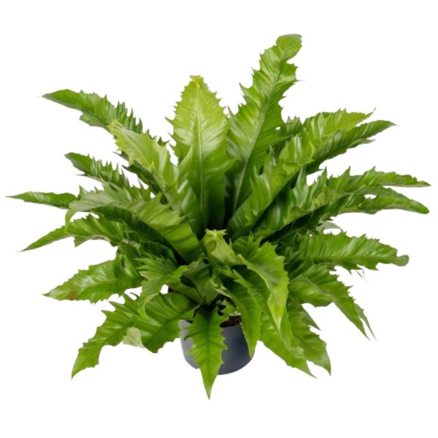 Asplenium Gioia 