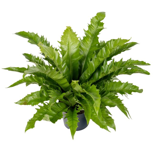 Asplenium Gioia Ø23 H60