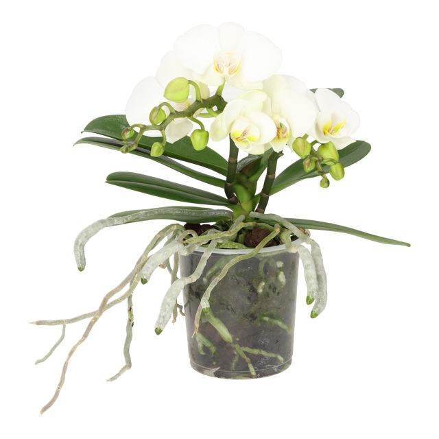 Phalenopsis Geisha 2/3-Grenet - Hvid Ø12