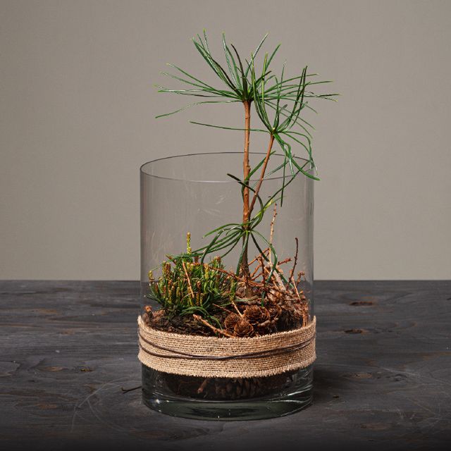 Jul 2026 - nr. 04 - Natur Cylinder m. Sciadopitys