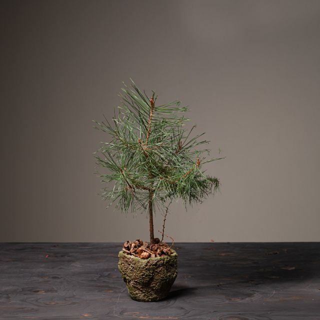 Jul 2026 - nr. 08 - Natur pinus i potte