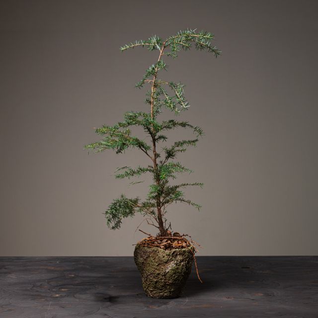 Jul 2026 - nr. 09 - Natur Tsuga i potte