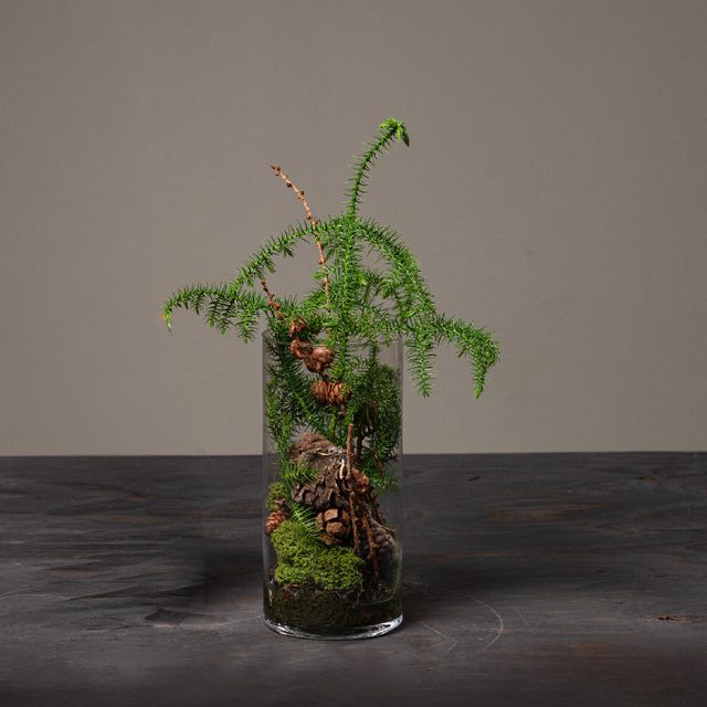 Jul 2026 - nr. 12 - Natur m. araucaria