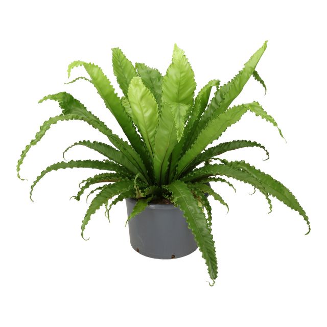 Asplenium Antiqum Ø37 H100