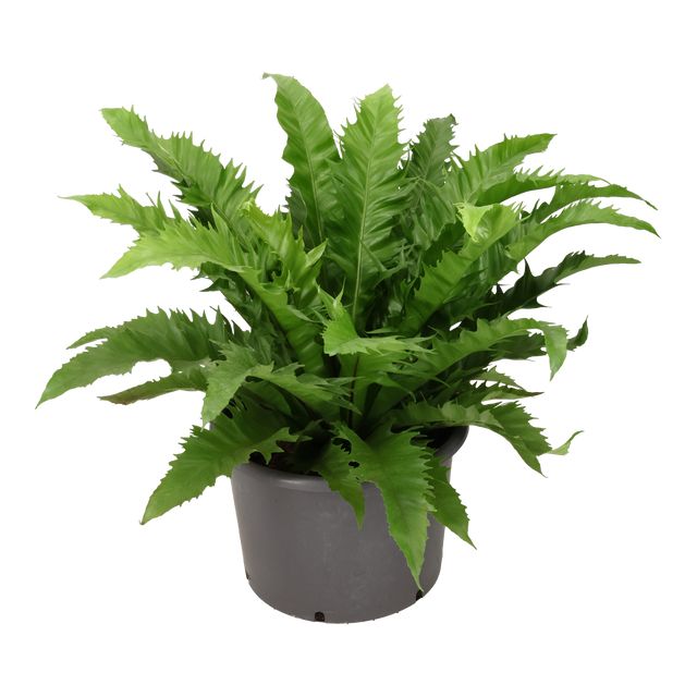 Asplenium Gioia Ø37 H100