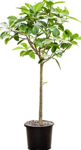 Ficus Benghalensis Altissima Opst. Ø48 H230