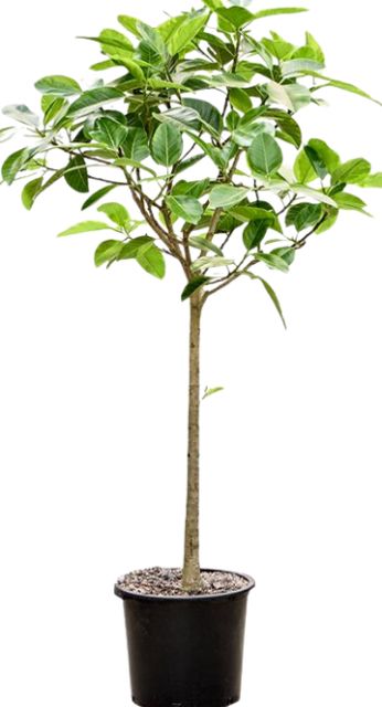 Ficus Benghalensis Altissima Opst. Ø48 H230