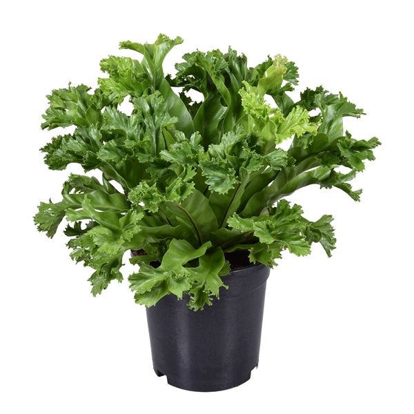 Asplenium Lesly Ø17 H40
