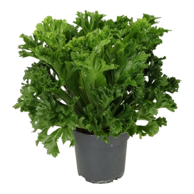 Asplenium Lesly Ø17 H40
