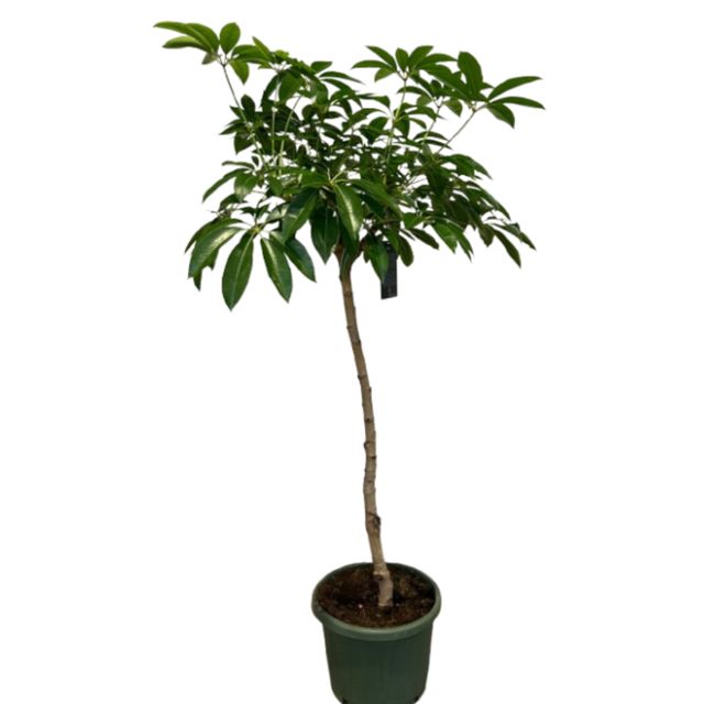 Schefflera Amate Opst.