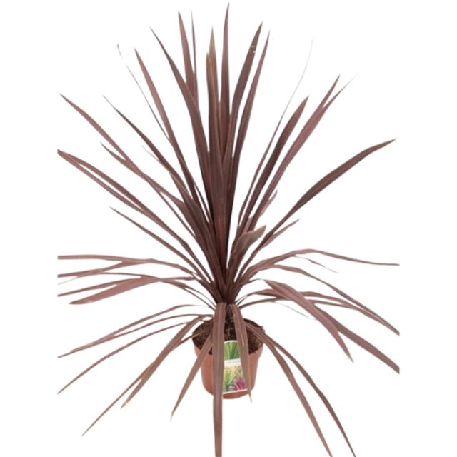 Cordyline Red Star Ø21 H60