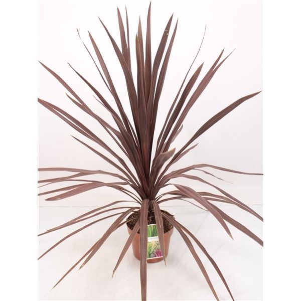 Cordyline Red Star Ø21 H60