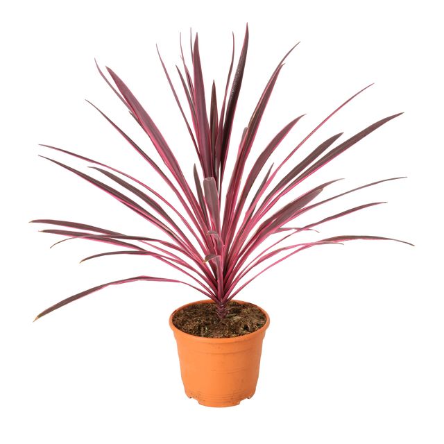 Cordyline Pink Passion Ø21 H60