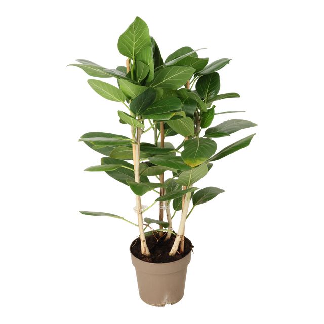 Ficus Benghalensis Audrey 3Pp Ø20 H90
