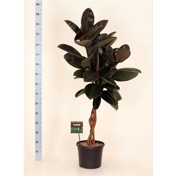 Ficus Elastica Burgundy, Flettet stamme Ø45 H200
